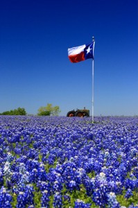 Texas-Bluebonnets